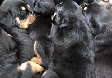 AKC purebred Rottweiler puppies