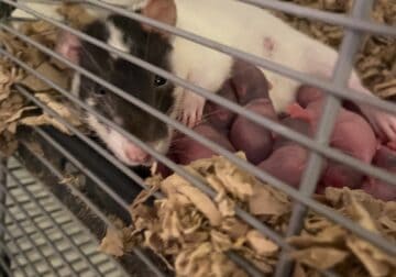 Selling feeder rats and healthy pet rats