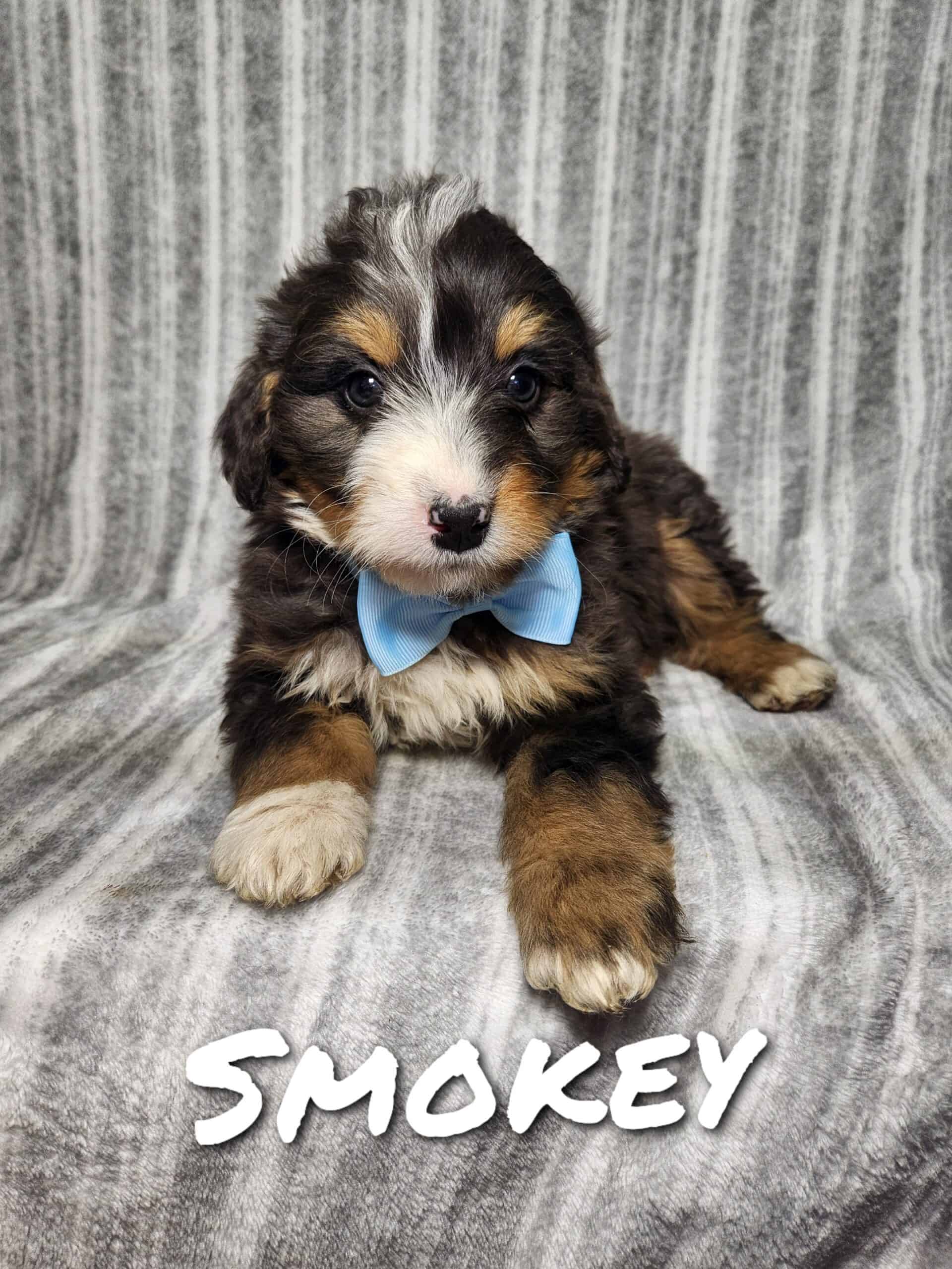 Mini Bernedoodle puppy Smokey