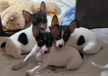 Toy Fox Terrier male puppies