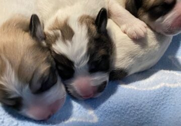 puppies born 4/12/2024