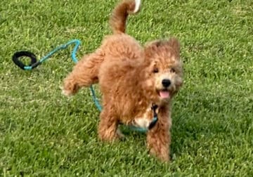 Adorable 9 month old male cavapoo For Sale