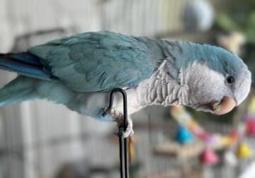 Blue Quaker Parrot Boy age 2