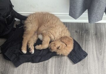 Goldendoodle Puppy – $1,800