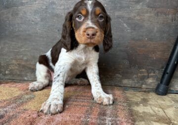 Tri color Brittany Spaniels for Sale