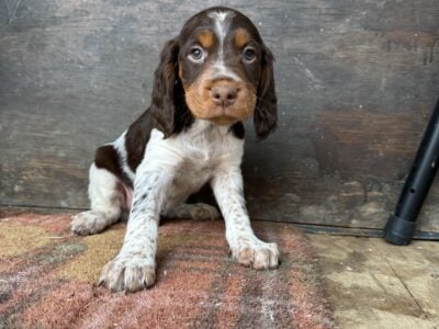 Tri color Brittany Spaniels for Sale
