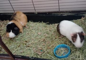 2 male bonded guenie pigs!