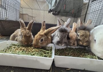 Baby rabbits ready for forever homes