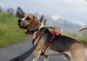 Tri-Color Beagle Breeding Pair for Sale