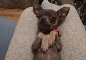 Chihuahua for sell 6months old