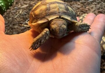9months old sulcata tortoises for sale