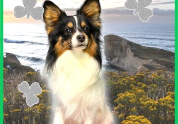One year old Male Papillon