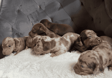 Isabella dapple mini dachshund puppies