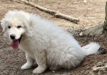 Great Pyrenees puppy 8 wks