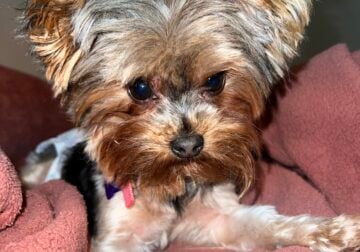 2 1/2 year old female toy yorkie for sell