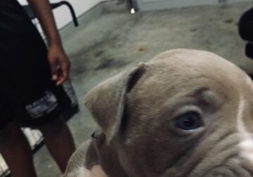 Adorable bullies for sale