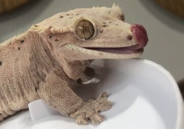 Re-Homing Crested Gecko Collection