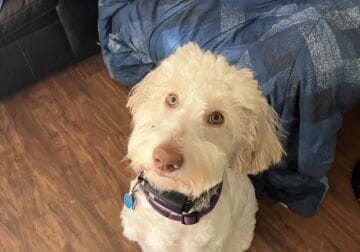 1year old Labradoodle male