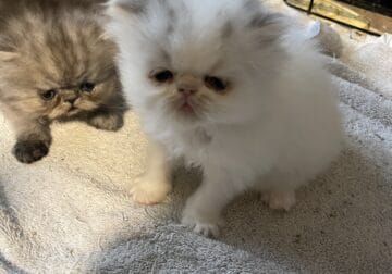 Persians Kittens For Sale
