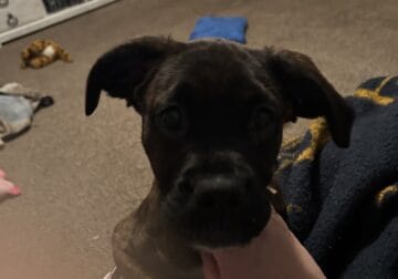 3 month old female boxer mix