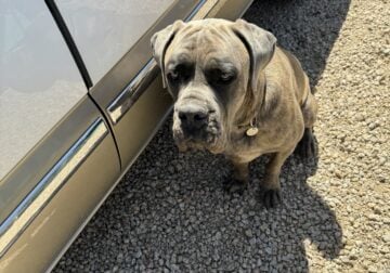 male Cane Corso 1 1/2 years old