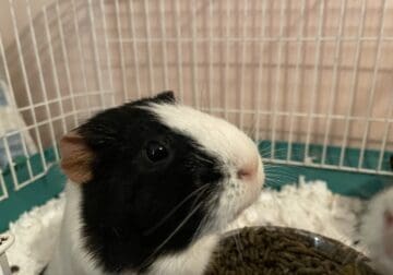 Rehoming 2 Female Guinea Pigs