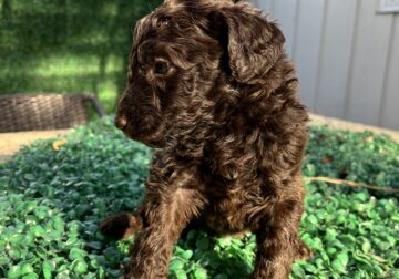 Puppies Chocolate Labradoodle