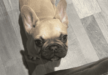 Male Frenchie 8 months