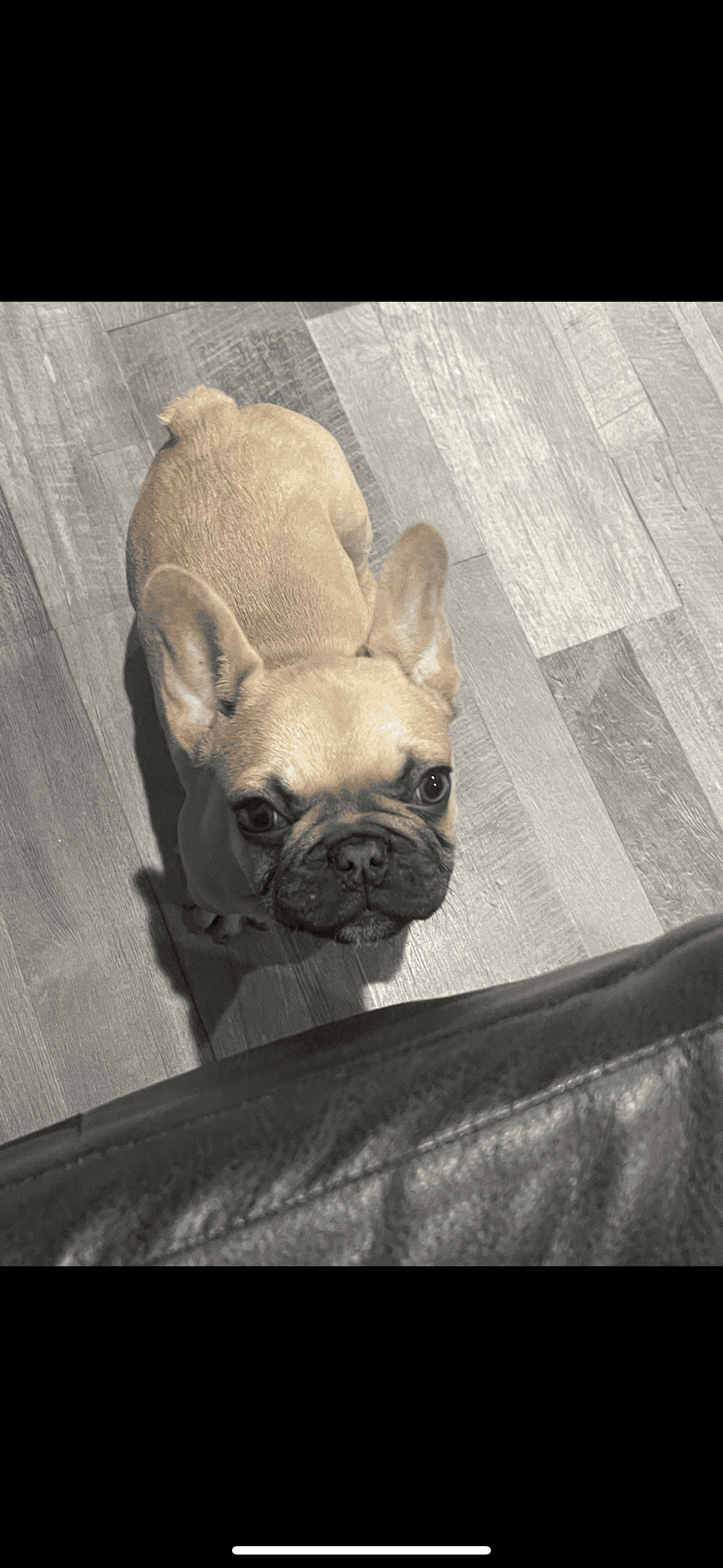 Male Frenchie 8 months | PetClassifieds.com