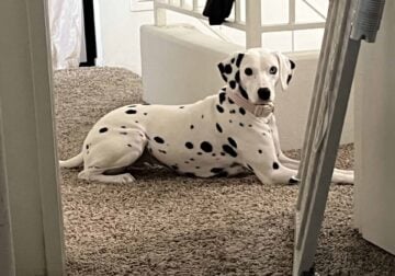 Dalmatian 2 year old for Sale