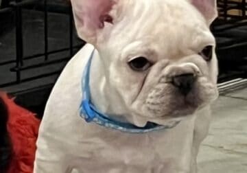 Frosty, gorgeous cream Frenchie male