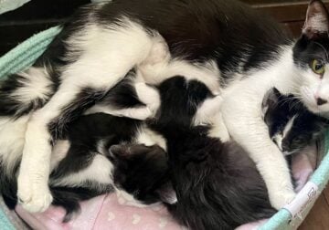 Tuxedo Kittens 6 weeks old