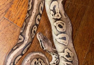 9 Ball Pythons for rehoming $850.00