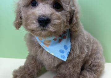 Poodle Puppies for sale New York- New Jersey