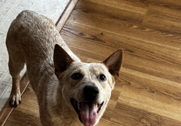 Cattle dog for rehoming