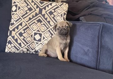 Two baby pugs for sale!