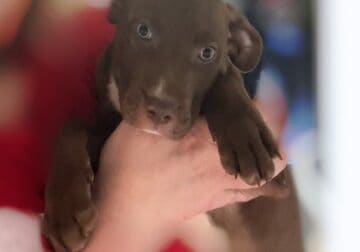 10 week old Pitbull Puppies