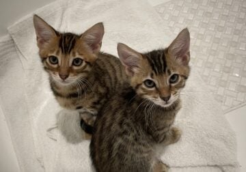 Bengal/Manx Kittens