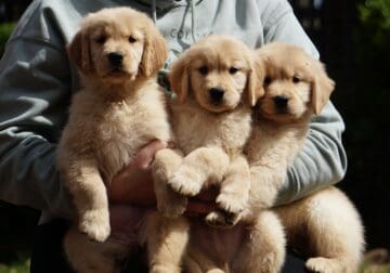 AKC Golden Retriever Puppies