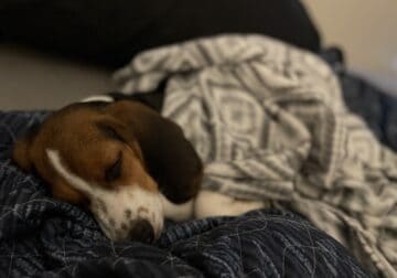 6 month old beagle
