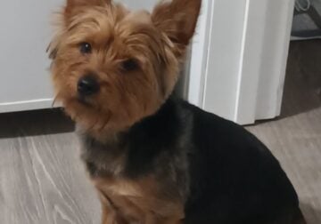 1 Year old Yorkshire Terrier Male