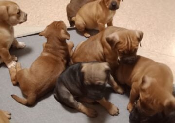 Rehoming Puppies