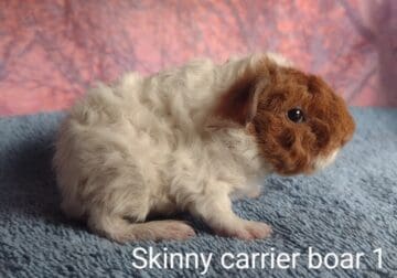 Skinny carrier boar and grey agouti guinea pigs