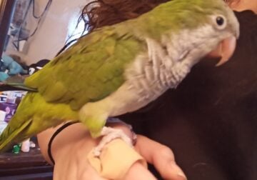 Rehoming a Quacker Parrot