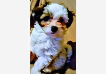 Lhasa Apso Puppy for sale