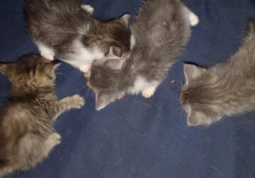 Four 12-week kittens free