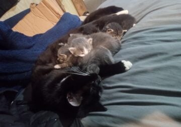 3 Kittens for Good Homes