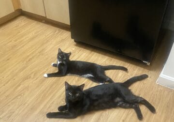 Black cat and tuxedo cat