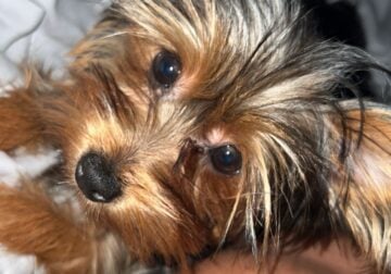 Selling my 1 year old yorkie