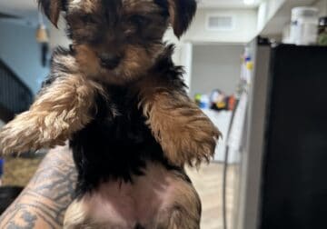 Yorkie Terrier Puppies for Sale $1500